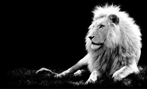 Beautiful Black And White Photography Of Animals
