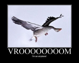 funny goose funny goose 1181395 jpg funny goose funny goose