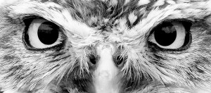 Black And White Owl Eye...