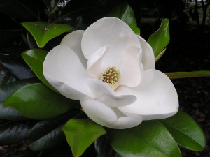 Southern Magnolia Flower Wallpapers