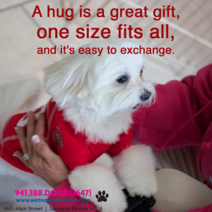 Remy models dog apparel from Wet Noses Sarasota Pet Store.