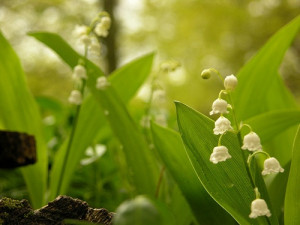 lily-of-the-valley.jpg