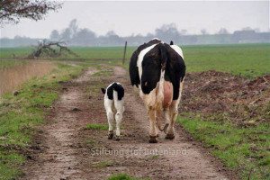 Zum 12’ten Happy Kuhlday Christine: