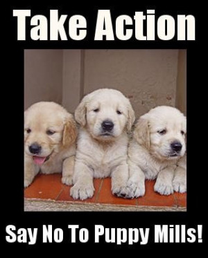 Say NO to puppy mills!!! #quotes #animals #dogs