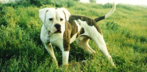 American Bulldog - Chance from Homeward Bound: The Incredible Journey ...