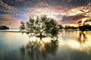 Once Upon Mangrove...
