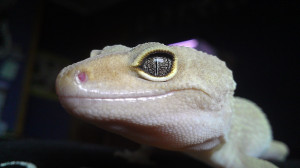 My pet leopard gecko's stunning eye.