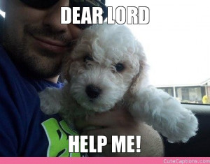 Dear Lord Funny Quotes Cute Animals Dear Lord Funny Quotes Cute