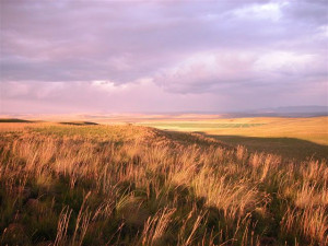 Tropical Grasslands Savanna Biome