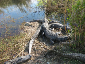 Everglades National Park