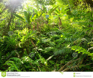 jungle-forest-plants-tropical-rain-forest-29889429.jpg