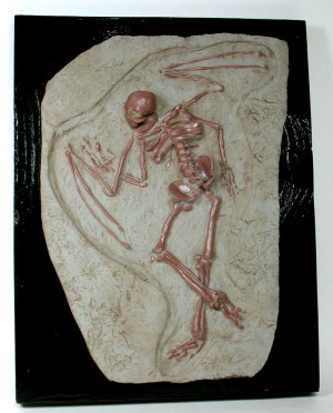Faerie_Fossil_Final_by_mysticalis.jpg (800×992)
