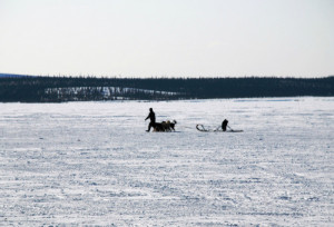 Sled dogs being led across the bay in Colville Lake, Northwest ...