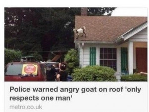 funny-police-goat-respect