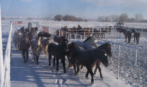 All horses have been haltered, led, trailered and have had their feet ...