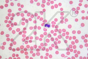 HB0050a-Human-Blood-(Giesma-Stain)-smear-human.jpg