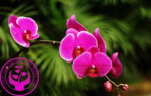 mode unieke phalaenopsis bonsai mooie schattige vlinder orchidee bloem