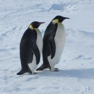 Emperor penguin | March 23, 2012 Emperor Penguins | PolarTREC