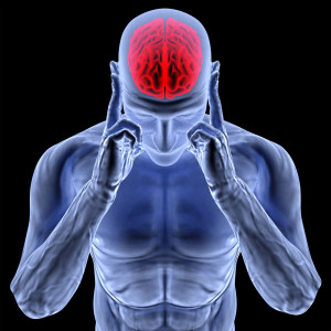 人体大脑模型图片