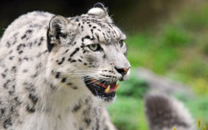Download Free Snow Leopard