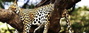Sleeping Cheetah Facebook Covers