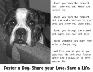 written by a foster mom as her foster left for his forever home