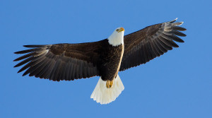 eagle bald eagles american