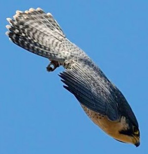 Peregrine falcon - fastest diving bird. Image via Paradise of Birds on ...