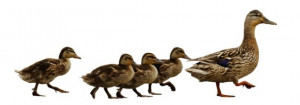 Ducks Following the Leader - Photo courtesy of ©iStockphoto.com ...