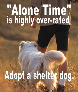shelter dogs