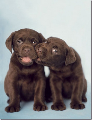 Are Chocolate Labradors made out of chocolate?