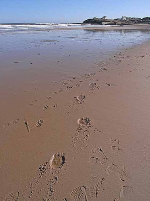 English: Footprints in the sand And what look ...