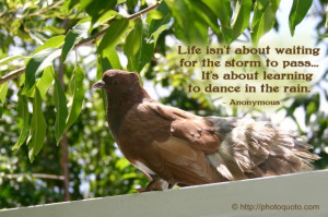 bird quotes sayings bird quotes and sayings quotes and sayings caged ...