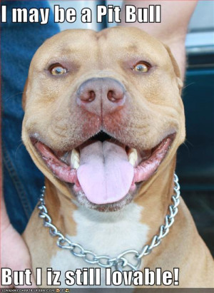 funny photos pitbulls go pitbull dog forums