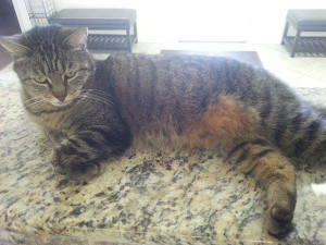 Gulf Shores Rentals office cat..Ms Bojangles..Official Office Greeter