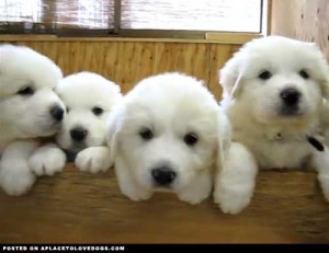 White Fluffy Puppies Video