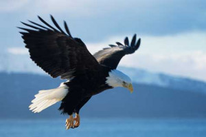 The bald eagle is, for example, America's national bird. We use the ...