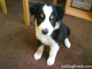 border collie mixed breeds