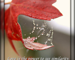 Red romantic love quote water drops leaf photography instant download ...