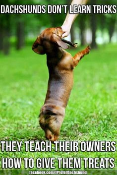 Funny picture quotes With Dachshunds , Doxies , Wiener dogs, Wienies ...