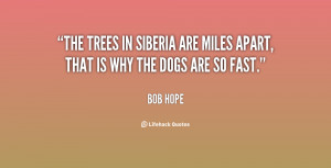 The trees in Siberia are miles apart, that is why the dogs are so fast ...