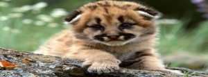 Baby Bobcat Wallpaper Animals