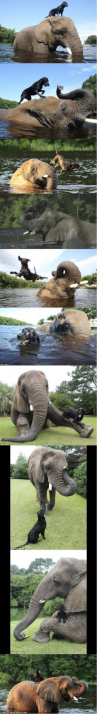 Epic friendship between elephant and dog