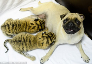 Maternal instinct: Two abandoned tiger cubs are nursed by a pug at the ...