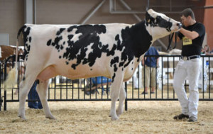 Showing Cattle Dairy cattle shows are held