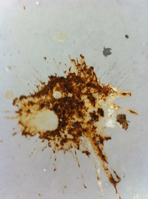 Bird Poop Shaped Like Pooping