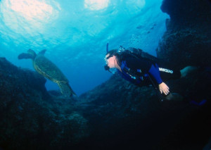 Endangered Sea Turtles Oahu Scuba Dive Tours Deep Ecology Haleiwa