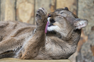 Animal - Cougar Wallpaper