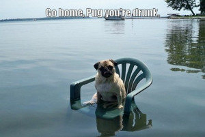 funny, funny pictures, funny photos, funny meme, meme, drunk, alcohol ...