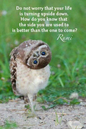 Rumi Owl